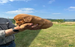 Golden Retriever dogs for sale: Copper - Image 28