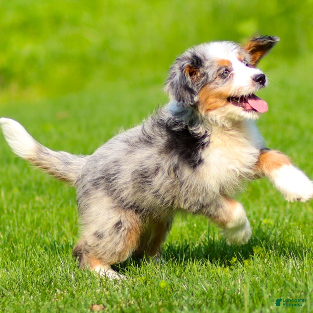 Mini Bernedoodle dogs for sale: Noli - Image 15