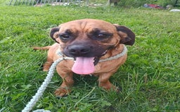 Pug dogs for sale: Molly - Image 2