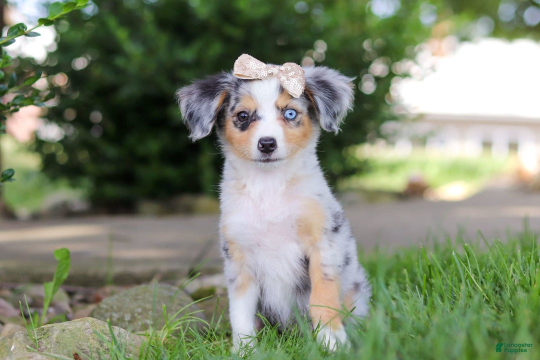 Mini Bernedoodle dogs for sale: Stella - Image 1