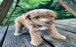 Miniature Poodle dogs for sale: Dexter - Image 29