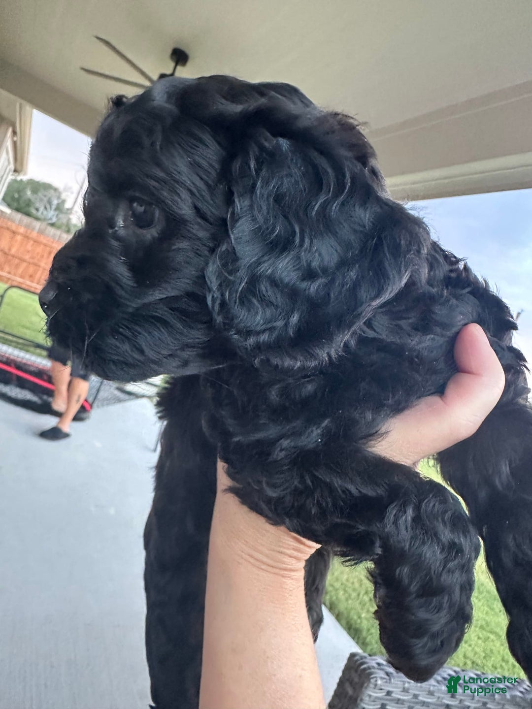 Mini Goldendoodle dogs for sale: Males Litter 2 - Image 3