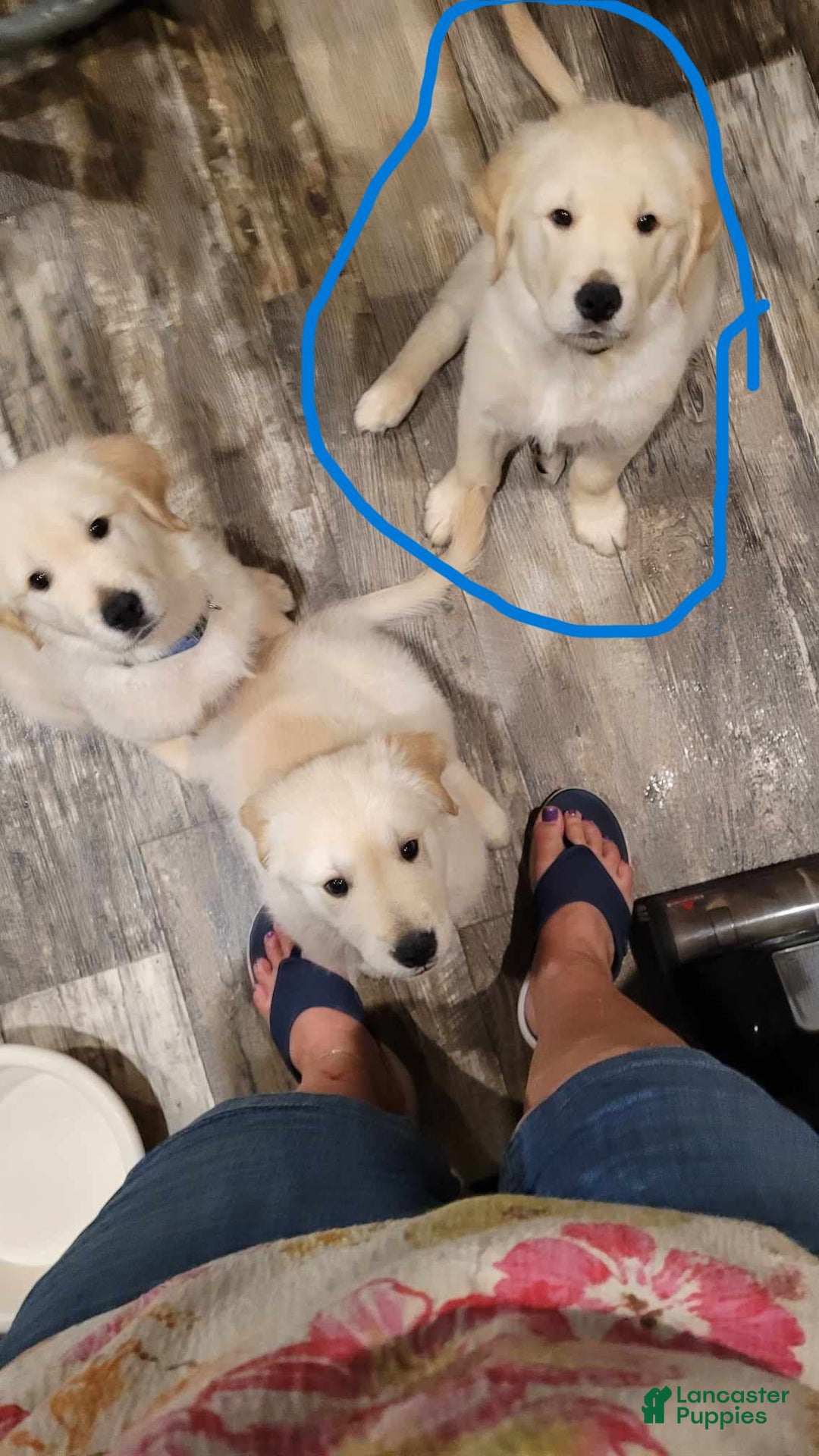 Golden Retriever dogs for sale: Tan - Image 2