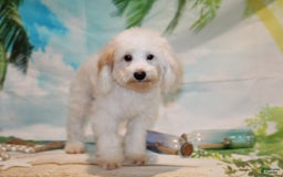 Schnoodle dogs for sale: Ranger - Image 1