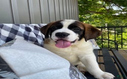 Saint Bernard dogs for sale: Maverick - Image 1