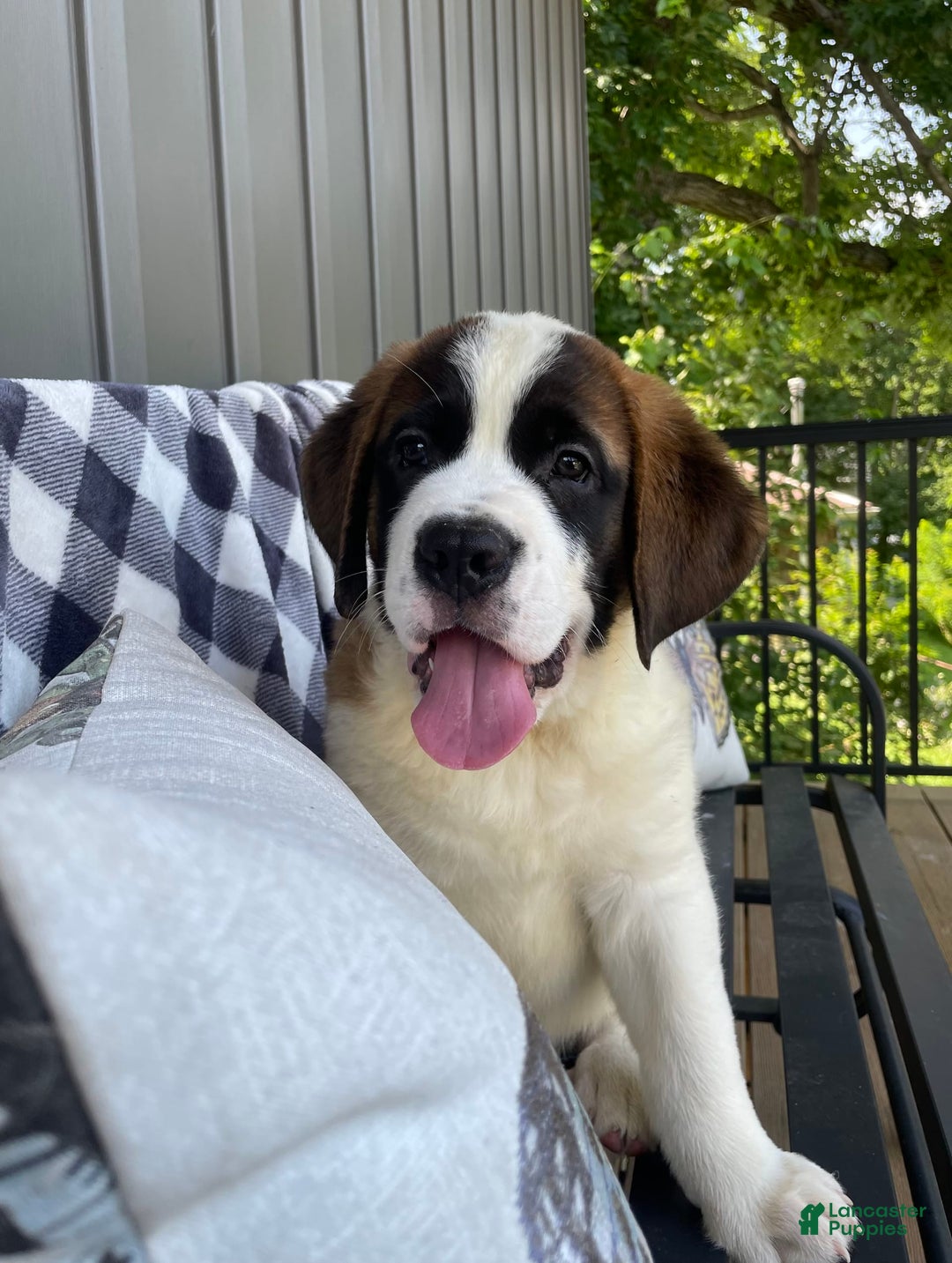 Saint Bernard dogs for sale: Maverick - Image 1