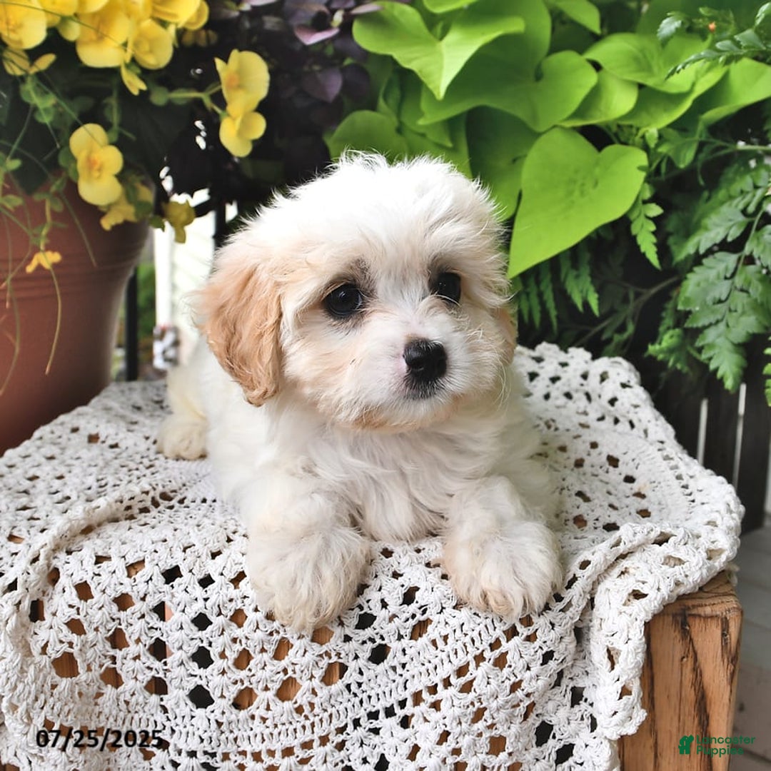 Cavachon dogs for sale: Maya - Image 2