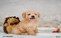 Bichpoo dogs for sale: Dillon - Image 11