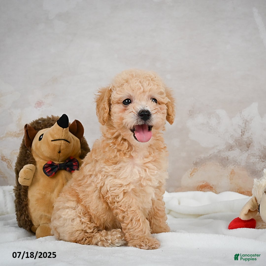 Bichpoo dogs for sale: Dillon - Image 11