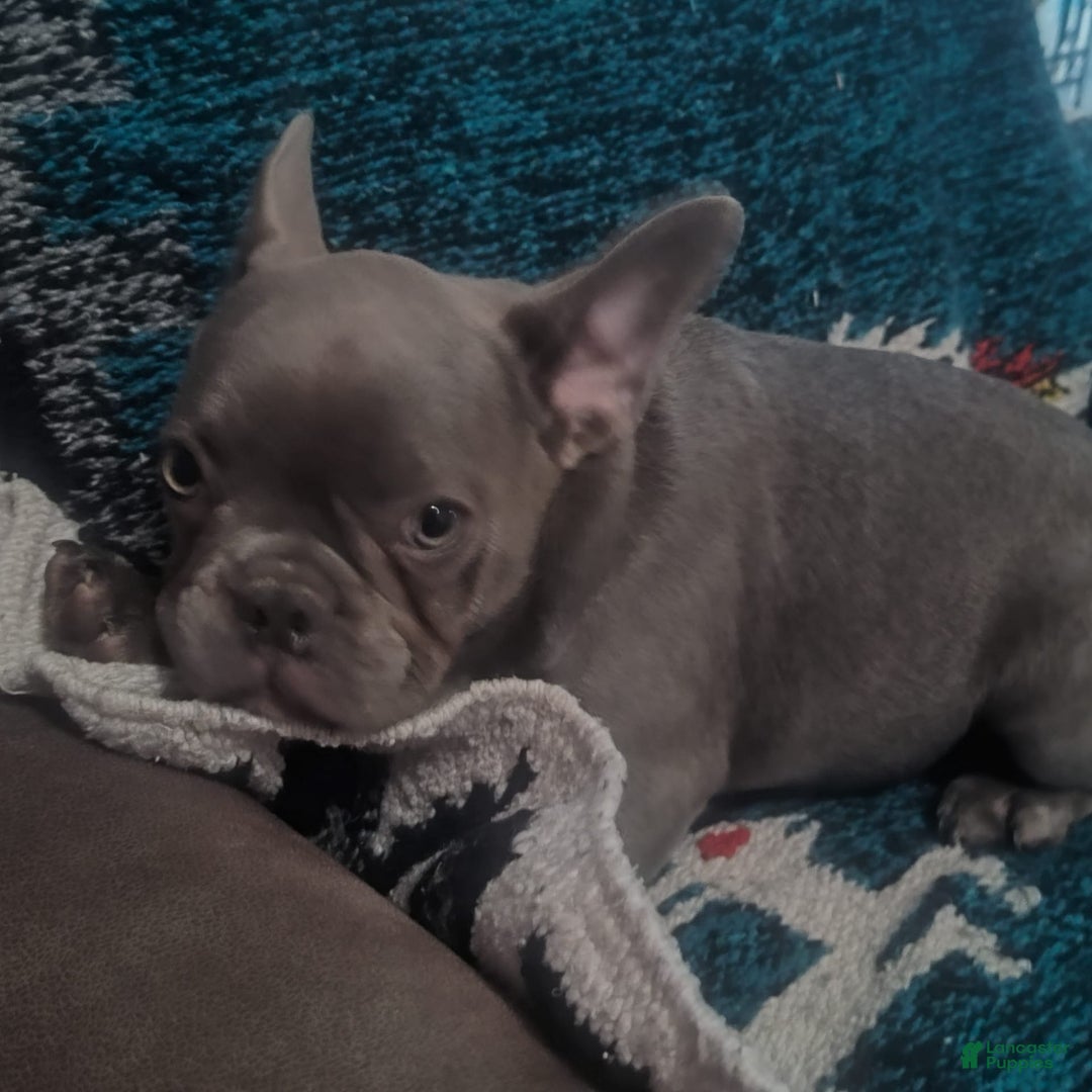 French Bulldog dogs for sale: French Bulldogs - Image 2