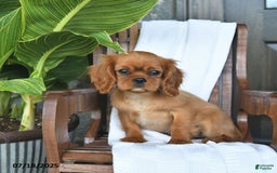 Cavalier King Charles Spaniel dogs for sale: Sweetie - Image 3