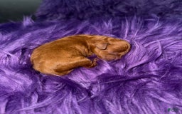 Cavapoo dogs for sale: Lucas - Image 3