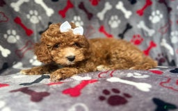 Cavapoo dogs for sale: Sandy - Image 8