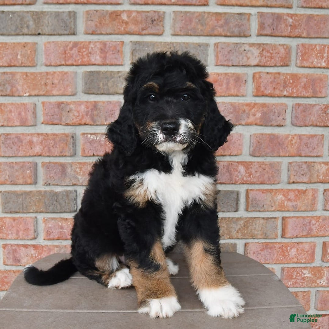 Bernedoodle dogs for sale: Kyla - Image 5