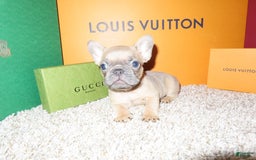 French Bulldog dogs for sale: Bella - Image 2
