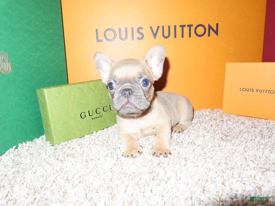 French Bulldog dogs for sale: Bella - Image 2
