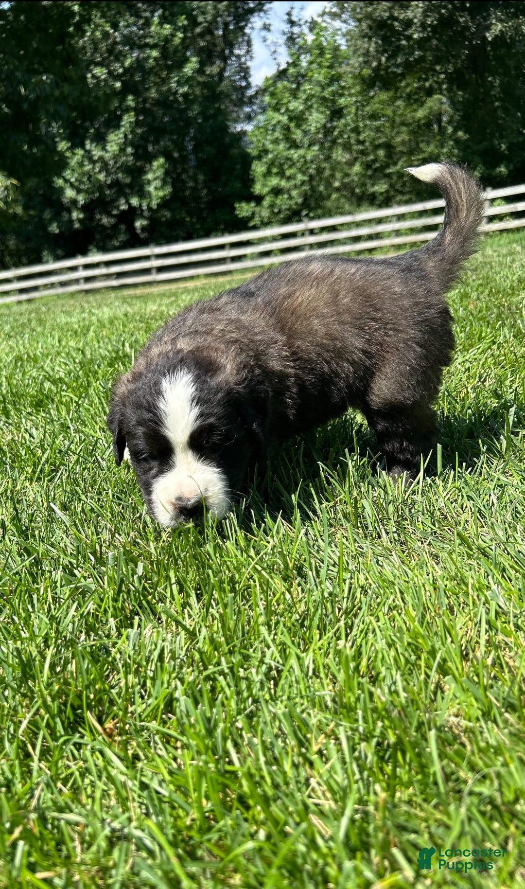 Saint Bernard dogs for sale: Brigit - Image 2