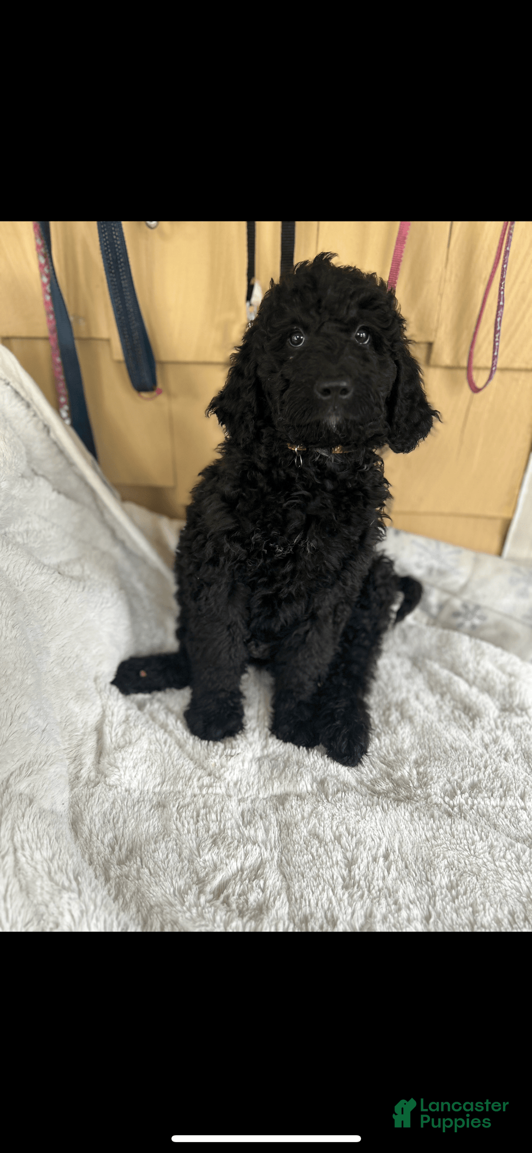 Bernedoodle dogs for sale: Shadow - Image 1
