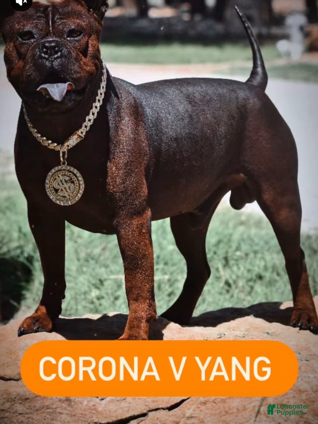 American Bulldog dogs for sale: China - Listing for pets: China, Chongqin - Image 10