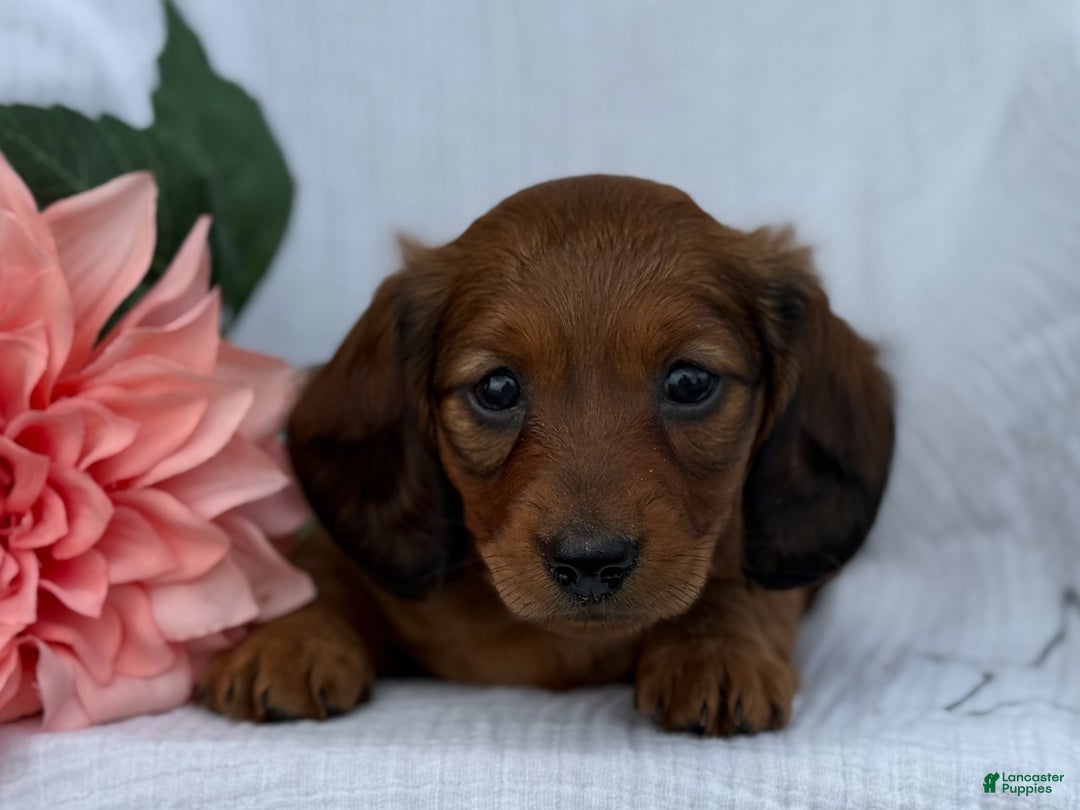 Miniature Dachshund dogs for sale: Max - Image 20