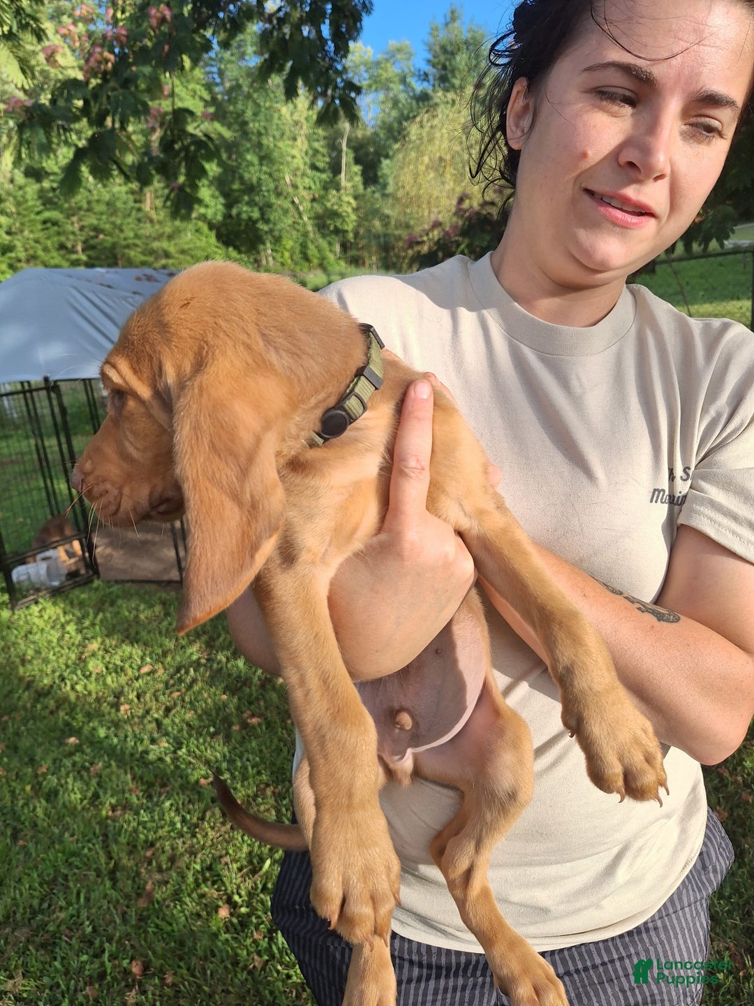 Bloodhound dogs for sale: Dark Green - Image 1