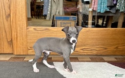 Italian Greyhound dogs for sale: Donny - Image 7