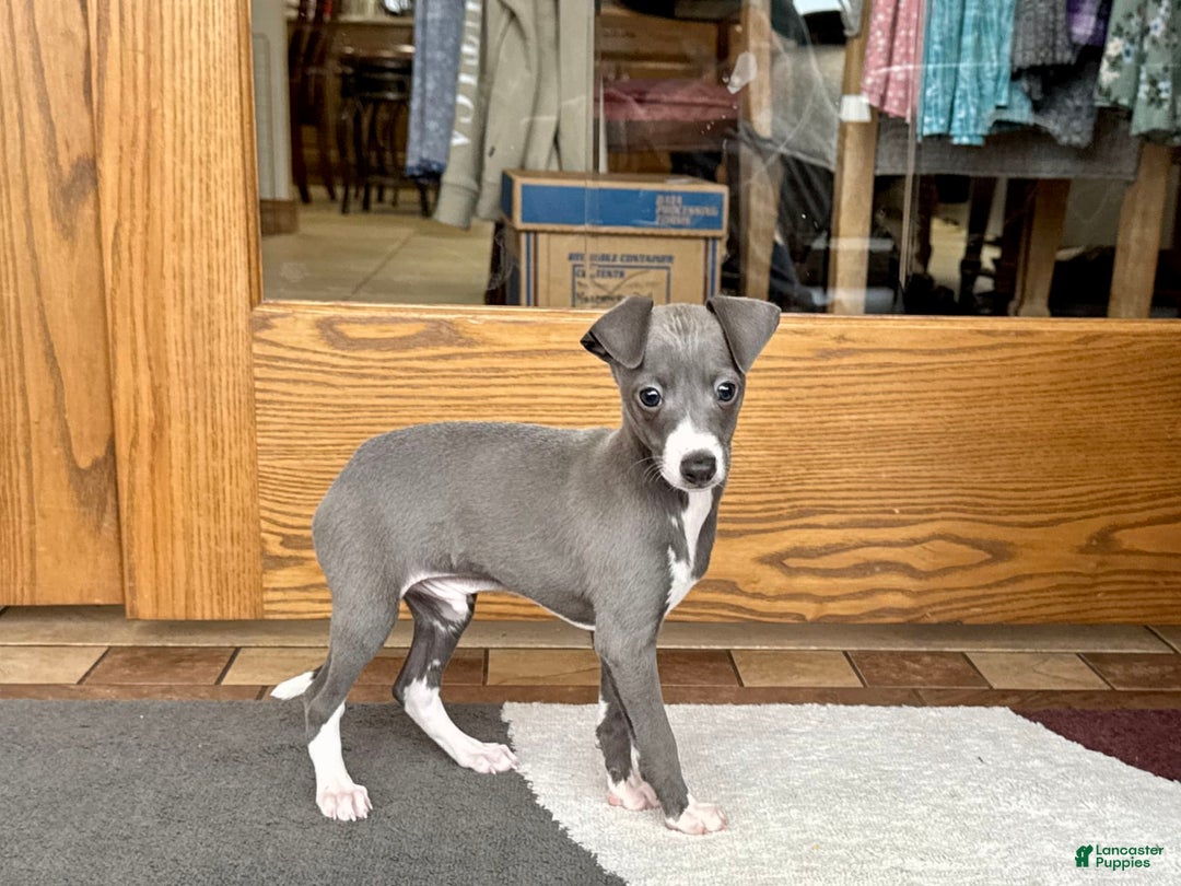 Italian Greyhound dogs for sale: Donny - Image 7