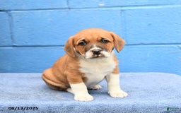 Australian Cattle Dog dogs for sale: Bossy Boy - Image 2