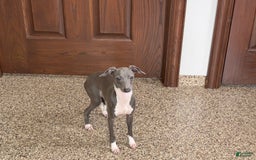 Italian Greyhound dogs for sale: Rocky - Image 10