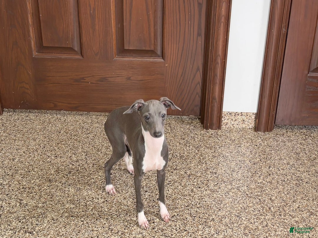 Italian Greyhound dogs for sale: Rocky - Image 10