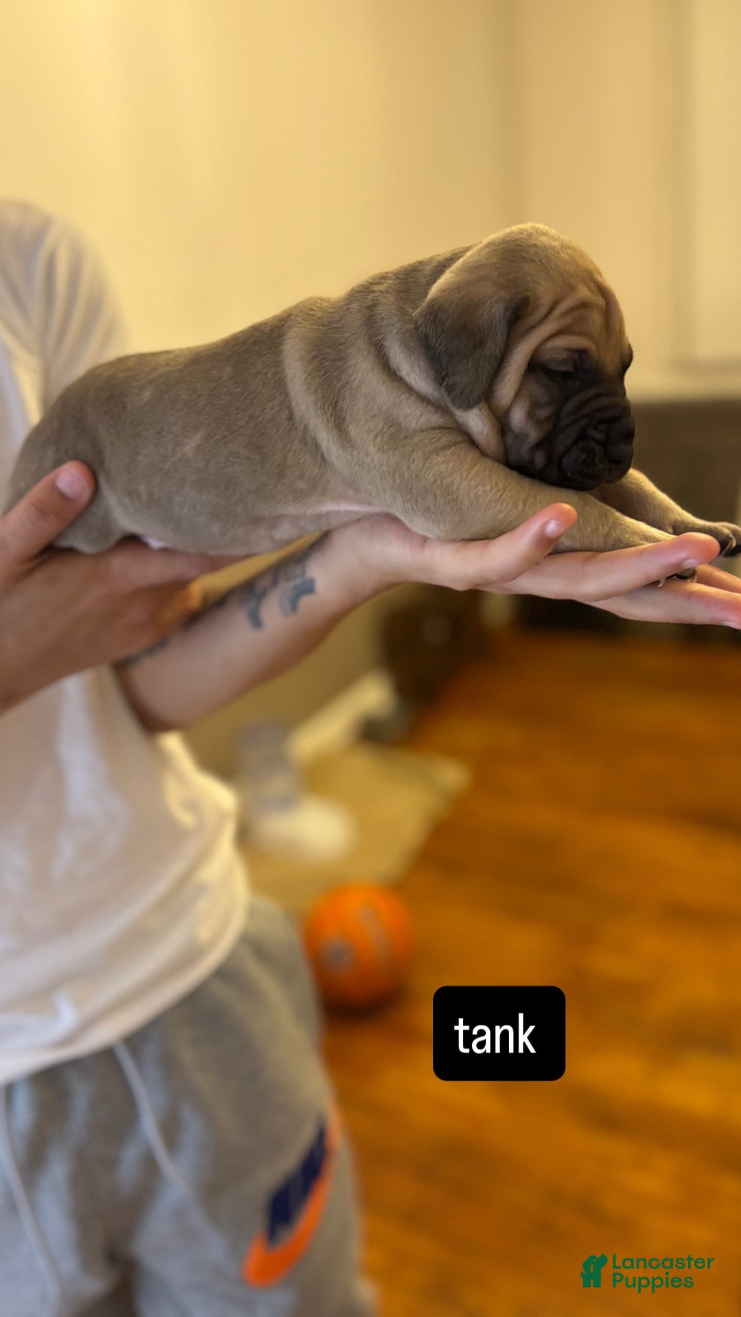 Cane Corso dogs for sale: Cane Corso 6 puppies - Image 11