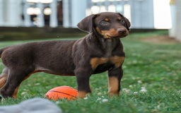 Doberman Pinscher dogs for sale: Dakota - Image 1