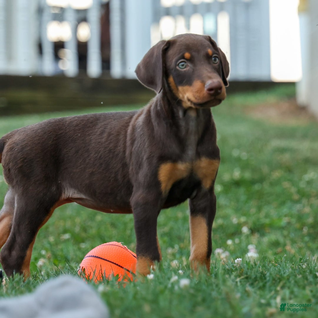 Doberman Pinscher dogs for sale: Dakota - Image 1
