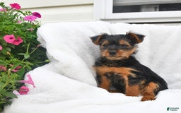 Yorkshire Terrier dogs for sale: Delilah - Image 4