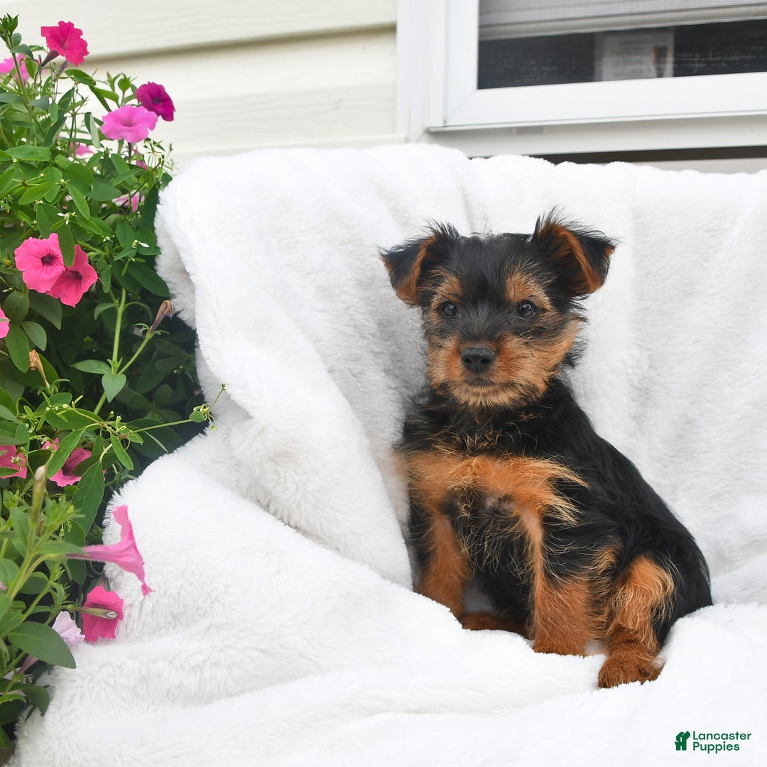 Yorkshire Terrier dogs for sale: Delilah - Image 4