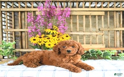 Mini Goldendoodle dogs for sale: Kassia - Image 1
