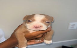 American Pit Bull Terrier dogs for sale: Butta - Image 1