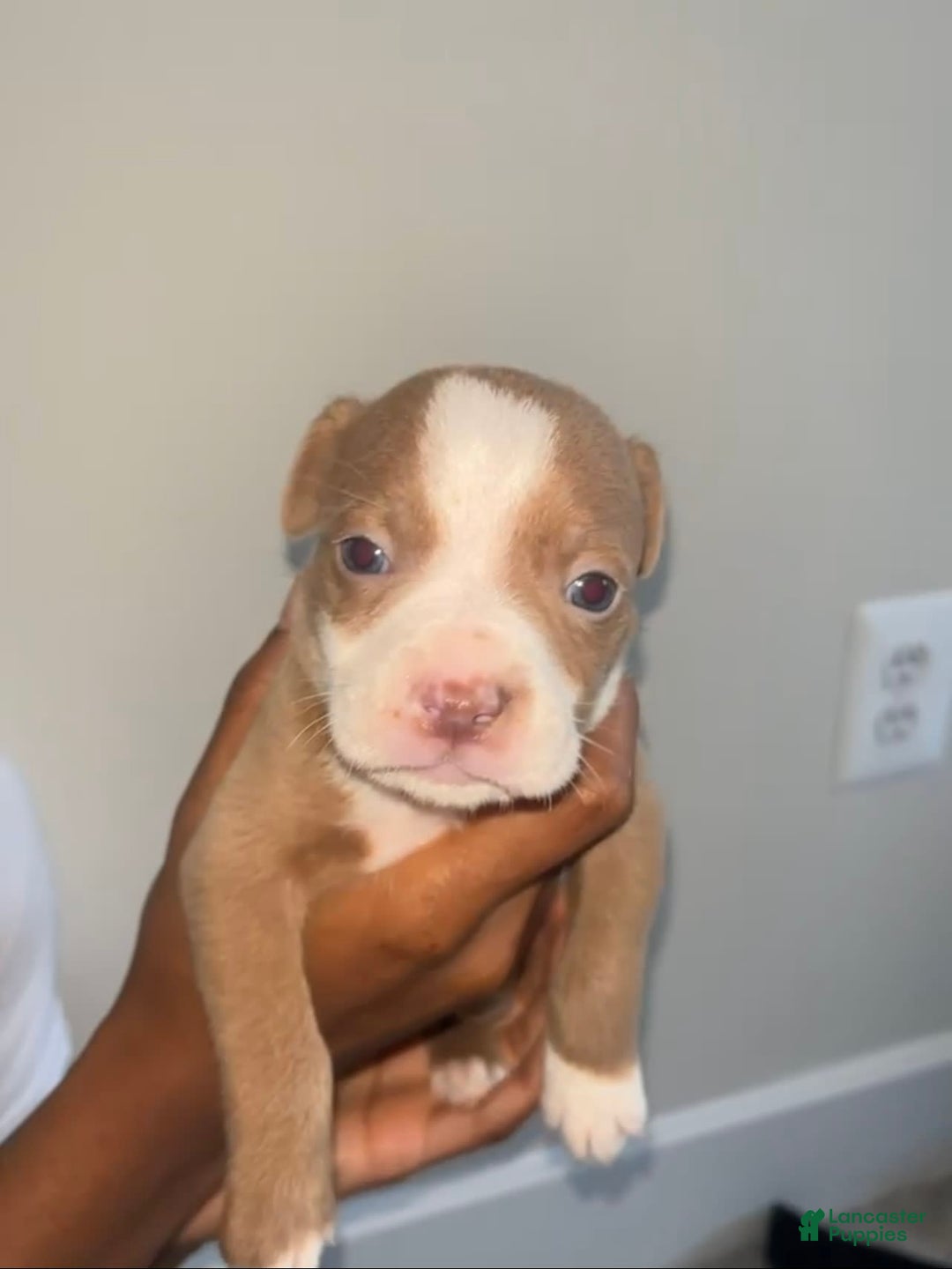American Pit Bull Terrier dogs for sale: Butta - Image 1