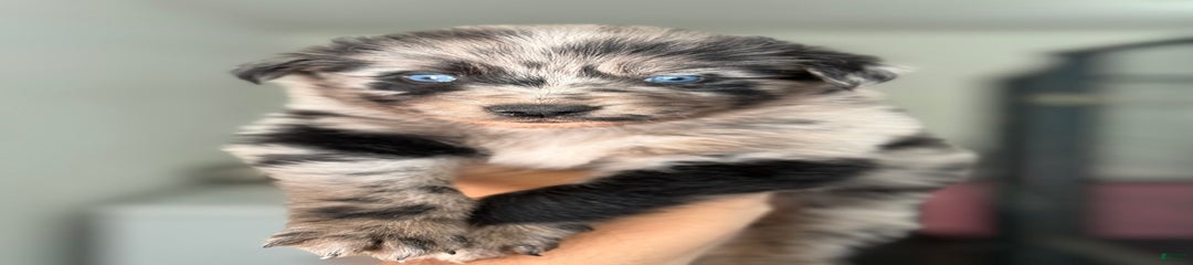 Peekah
