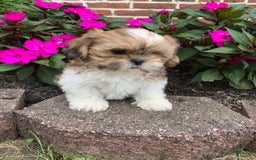 Shih Tzu dogs for sale: Lizzie - Image 2