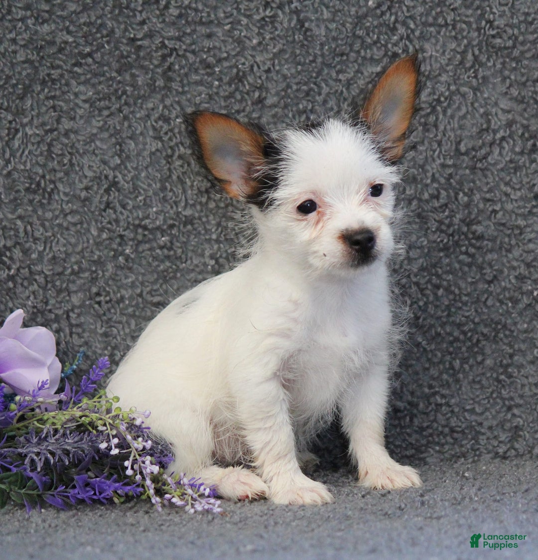 Yorkshire Terrier dogs for sale: Tessa - Image 2