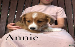 Welsh Corgi Pembroke dogs for sale: Annie - Image 3
