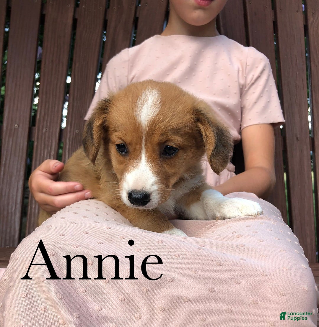 Welsh Corgi Pembroke dogs for sale: Annie - Image 3
