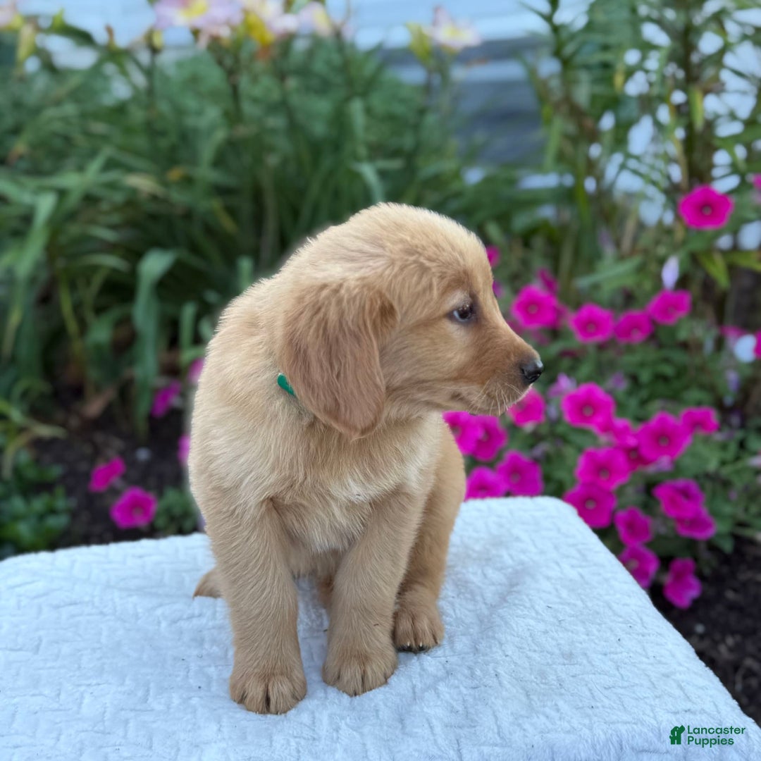 Golden Retriever dogs for sale: Treasure - Image 7