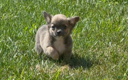 Chihuahua dogs for sale: Dash - Image 3