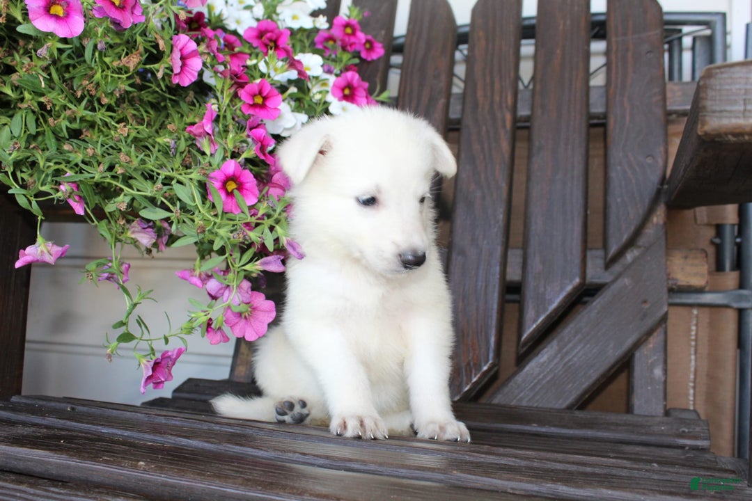 German Shepherd dogs for sale: Jasmine - Image 4