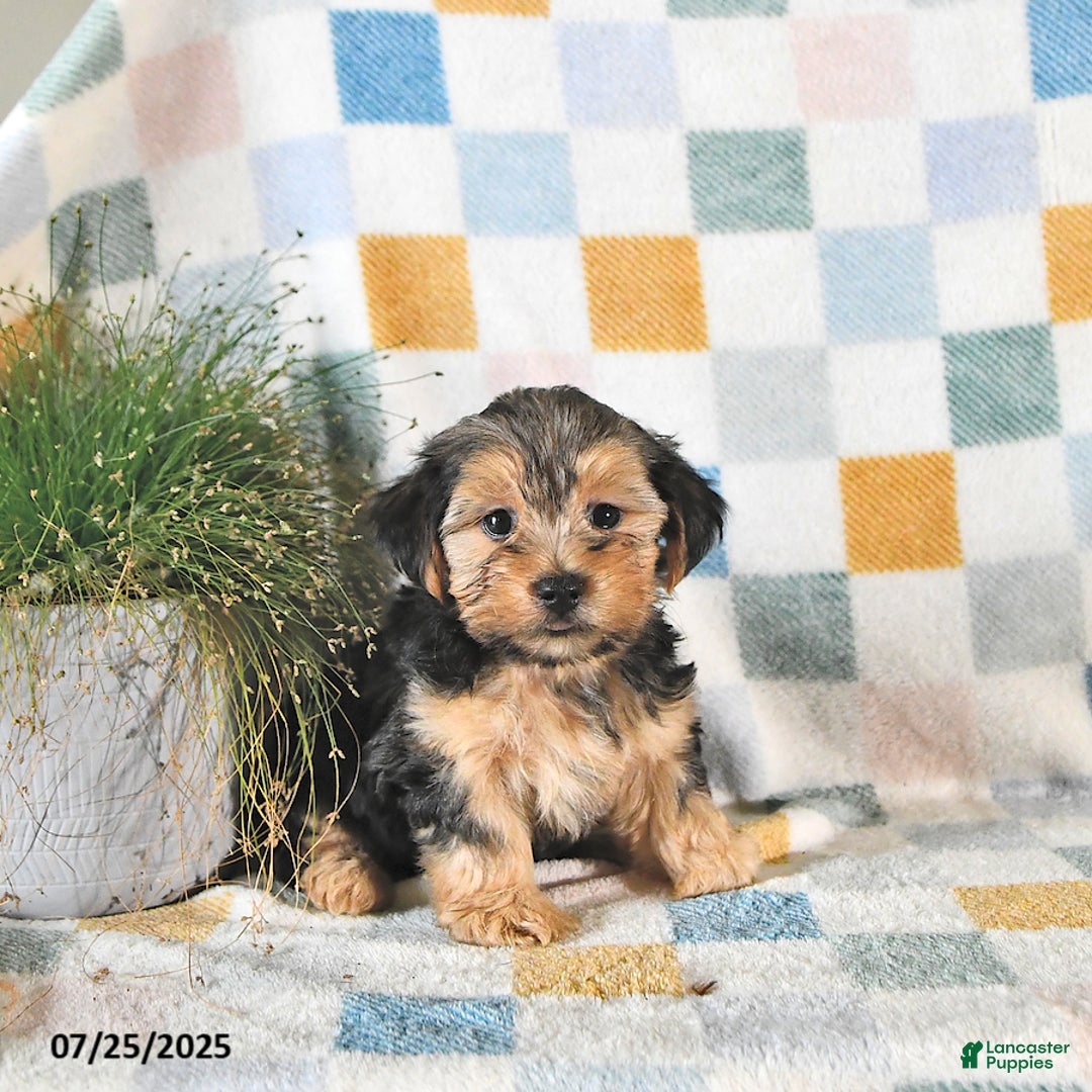 Yorkshire Terrier dogs for sale: Trooper - Image 2