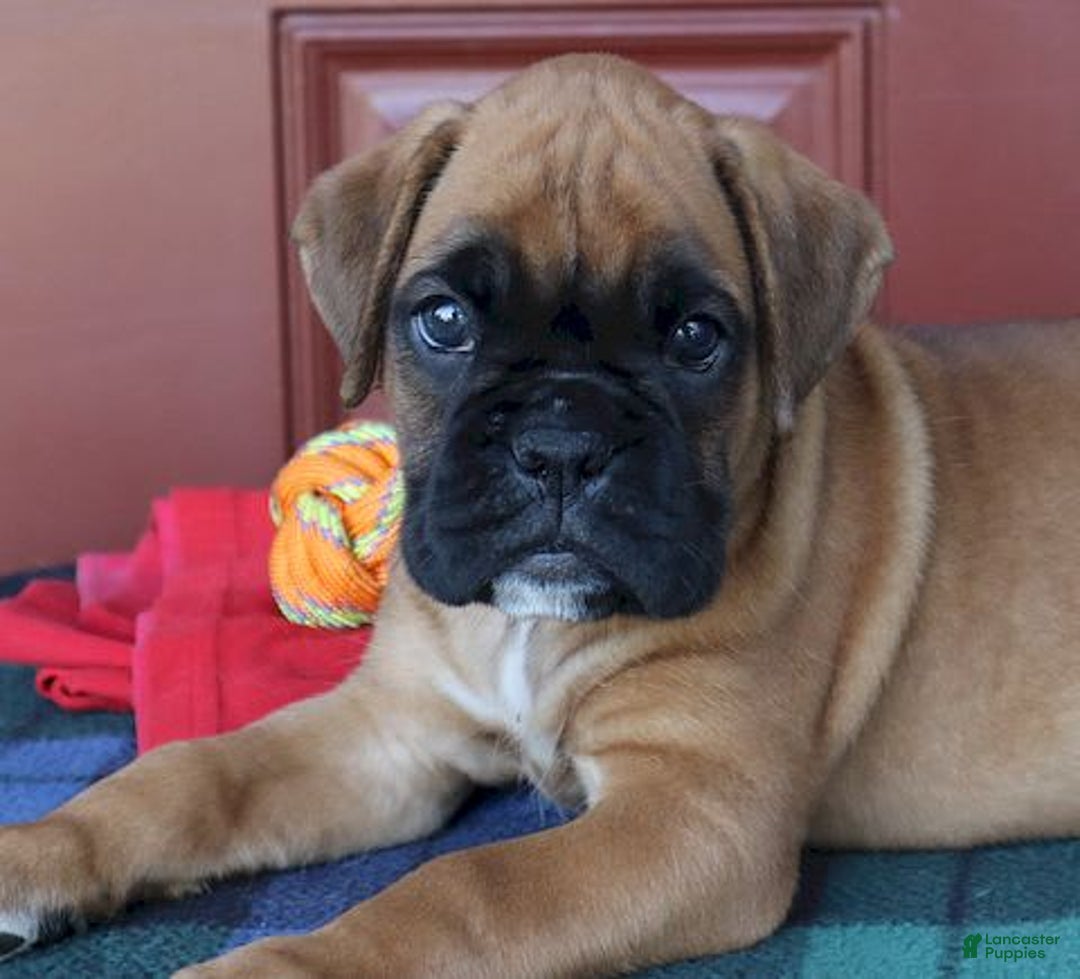 Boxer dogs for sale: Winston  - Champ Lines - Image 5