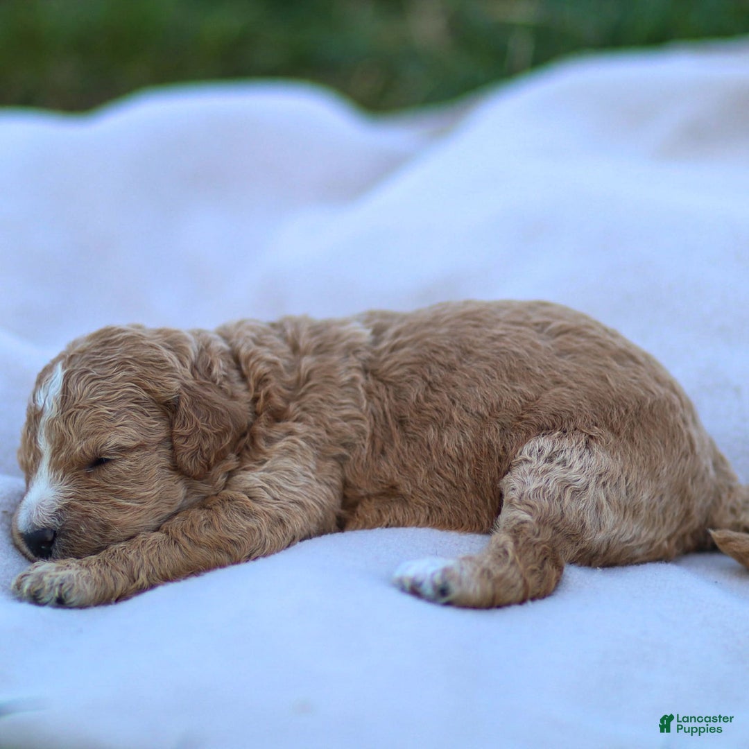 Goldendoodle dogs for sale: Ocean - Image 1