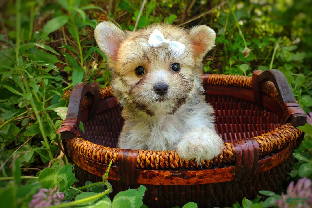 Morkie dogs for sale: Rare Babydoll Spark - Image 14